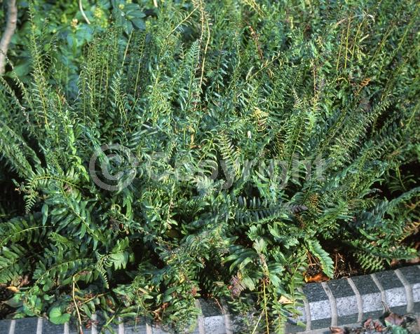 Evergreen; North American Native