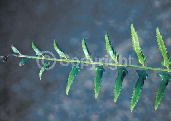 Evergreen; North American Native