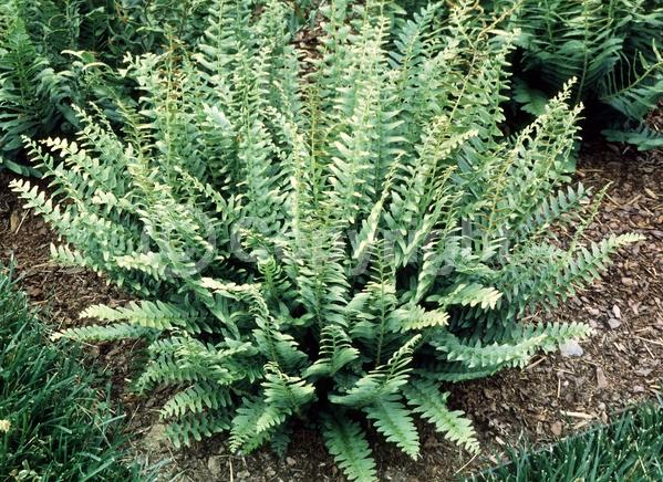 Evergreen; North American Native