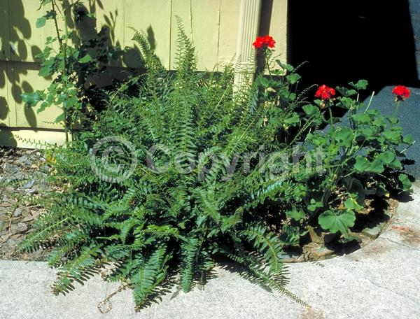 Evergreen; North American Native