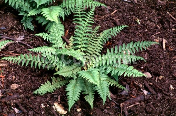 North American Native