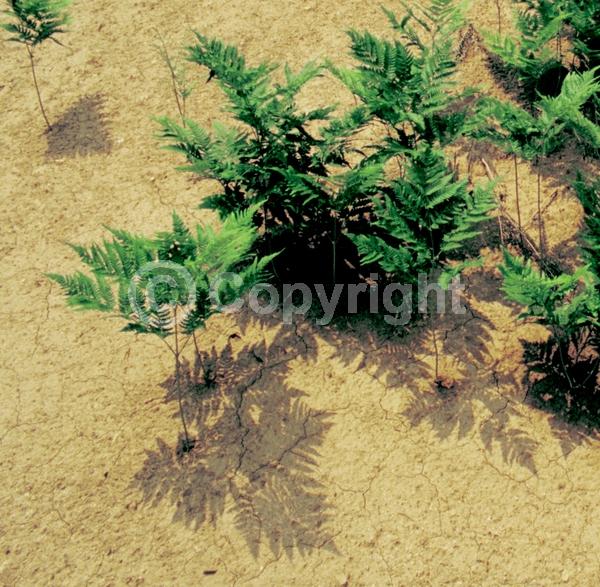 Evergreen; Needles or needle-like leaf; North American Native