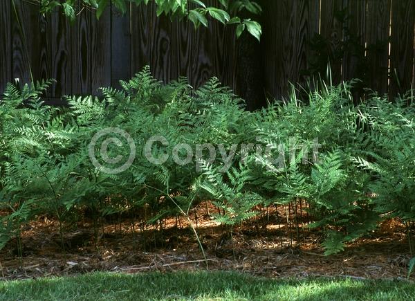 Evergreen; Needles or needle-like leaf; North American Native