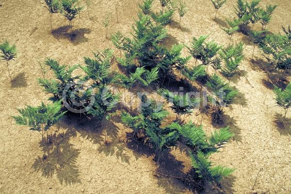 Evergreen; Needles or needle-like leaf; North American Native