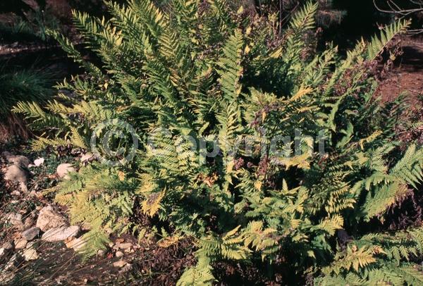 Deciduous; North American Native