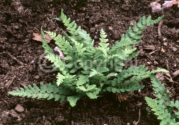 Deciduous; North American Native