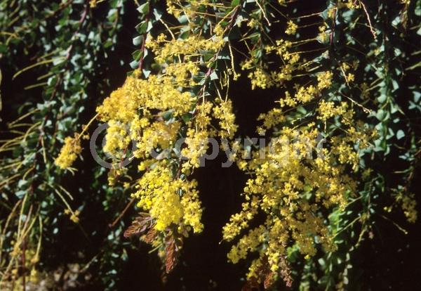 Yellow blooms; Evergreen; Broadleaf