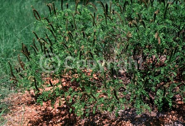 Purple blooms; Lavender blooms; Deciduous; North American Native