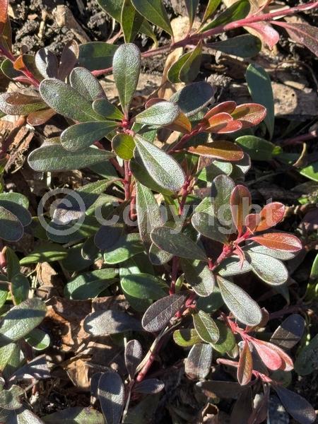 White blooms; Pink blooms; Evergreen; North American Native