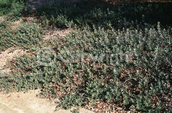 White blooms; Evergreen; North American Native