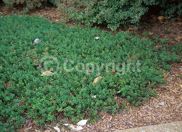 White blooms; Pink blooms; Evergreen; North American Native