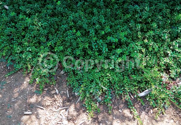 White blooms; Pink blooms; Evergreen; North American Native