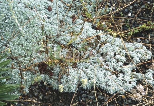 Yellow blooms; Semi-evergreen; Broadleaf