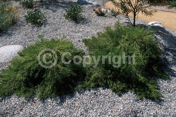 Red blooms; Evergreen; North American Native
