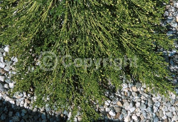 Red blooms; Evergreen; North American Native