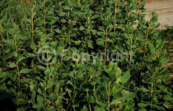 Yellow blooms; Evergreen; Needles or needle-like leaf; North American Native
