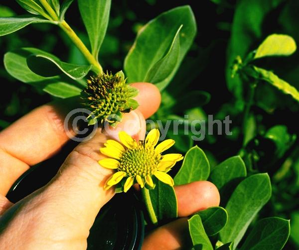 Yellow blooms; Evergreen; Needles or needle-like leaf; North American Native