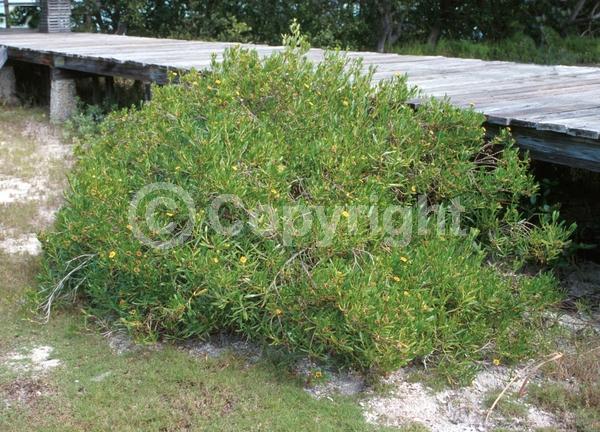 Yellow blooms; Evergreen; Needles or needle-like leaf; North American Native