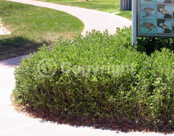Yellow blooms; Evergreen; Needles or needle-like leaf; North American Native