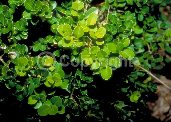 Green blooms; Evergreen; Needles or needle-like leaf