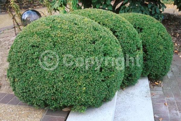 Green blooms; Evergreen; Needles or needle-like leaf