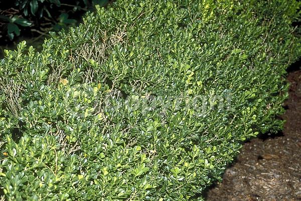 Green blooms; Evergreen; Needles or needle-like leaf