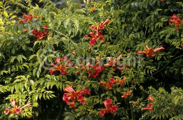 Orange blooms; Deciduous