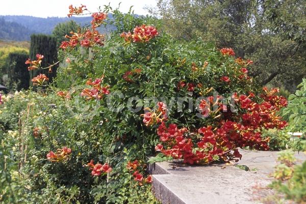 Orange blooms; Deciduous