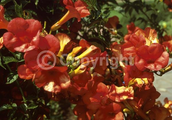 Orange blooms; Deciduous