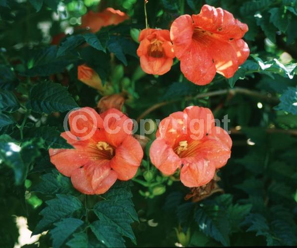 Orange blooms; Deciduous