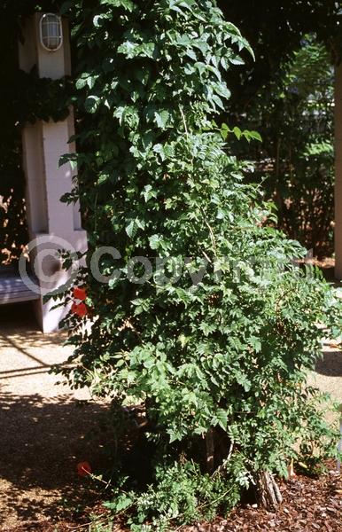 Orange blooms; Deciduous