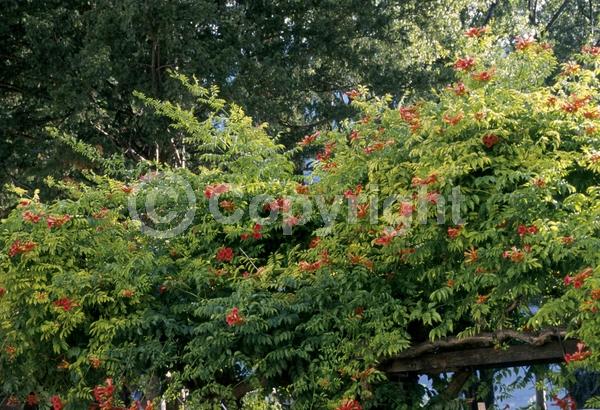 Orange blooms; Deciduous