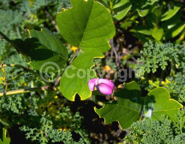 Purple blooms; Evergreen; Needles or needle-like leaf; North American Native