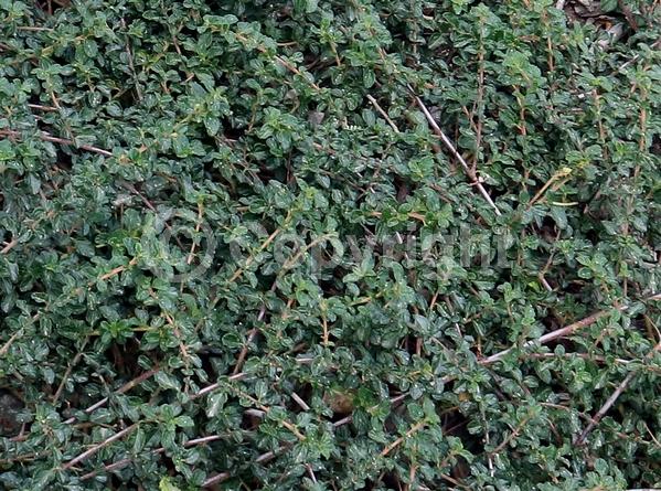 Blue blooms; Evergreen; North American Native