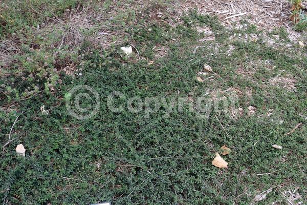 Blue blooms; Evergreen; North American Native