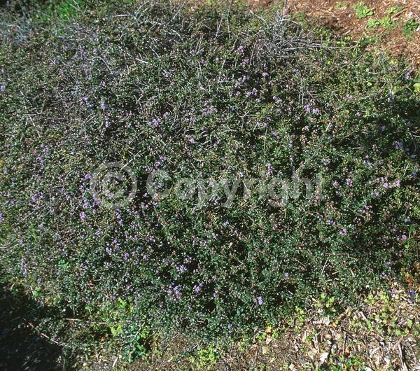 Blue blooms; Lavender blooms; Evergreen; North American Native