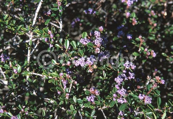 Blue blooms; Lavender blooms; Evergreen; North American Native
