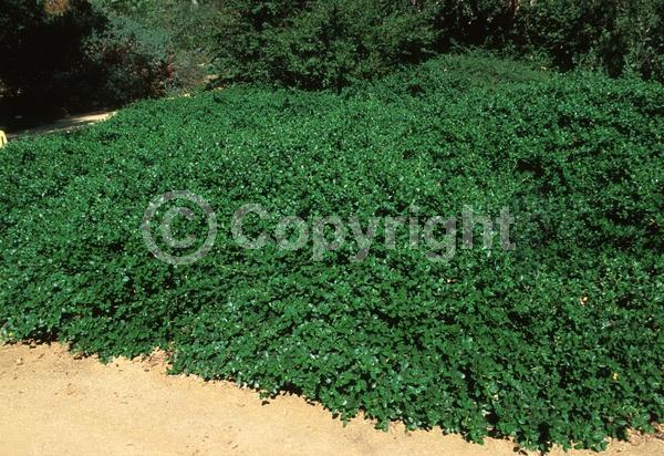 Blue blooms; Evergreen; Broadleaf; North American Native
