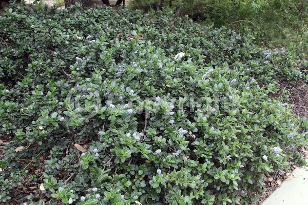 Blue blooms; Evergreen; Broadleaf; North American Native