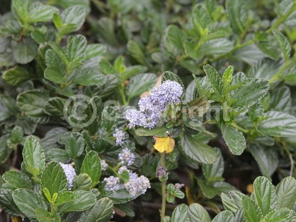 Blue blooms; Evergreen; Broadleaf; North American Native