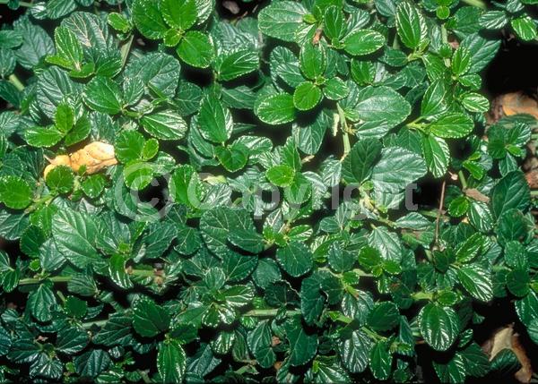 Blue blooms; Evergreen; Broadleaf; North American Native