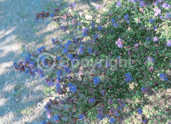 Blue blooms; Evergreen; Broadleaf