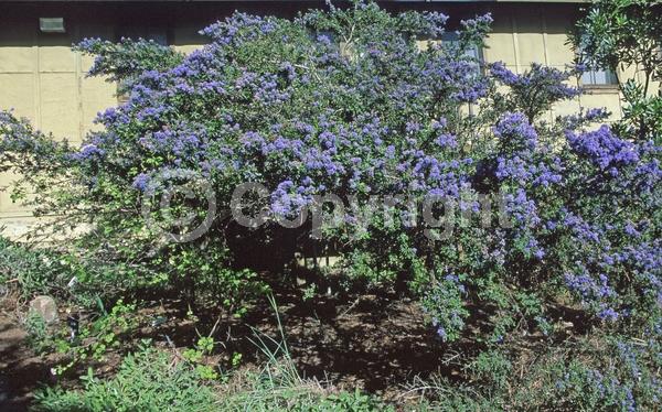 Blue blooms; Evergreen; Broadleaf; North American Native