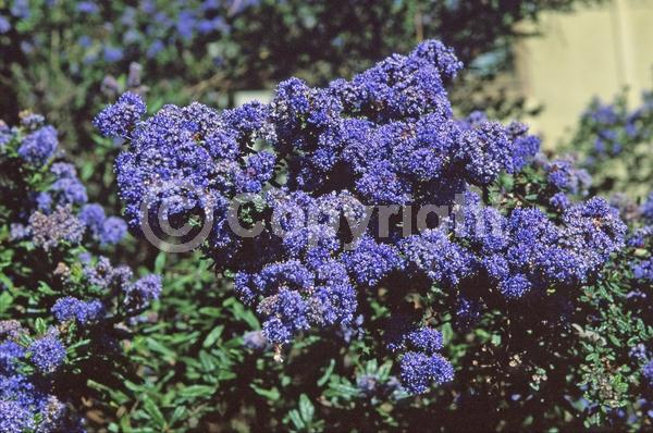 Blue blooms; Evergreen; Broadleaf; North American Native