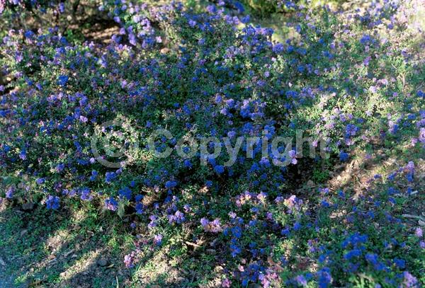 Blue blooms; Evergreen; Broadleaf