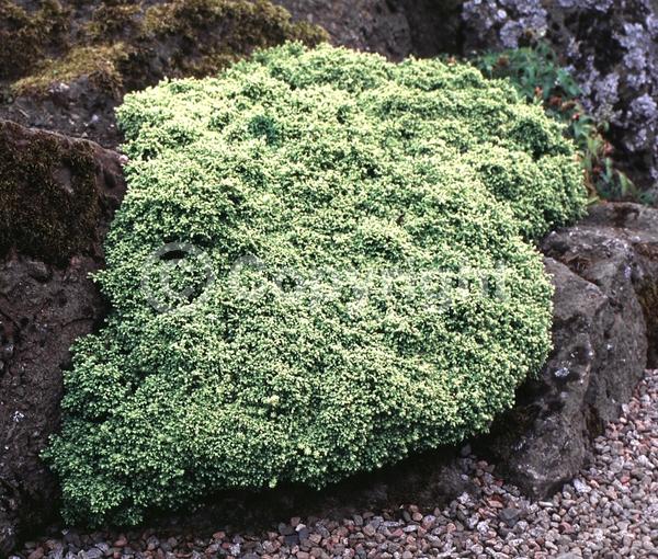 Unknown blooms; Evergreen; Needles or needle-like leaf