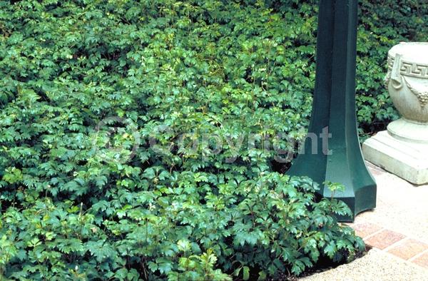 Green blooms; Evergreen; Needles or needle-like leaf