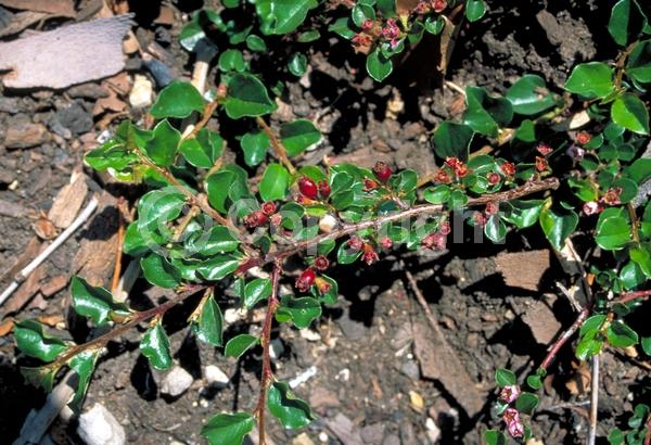Pink blooms; Deciduous; Broadleaf
