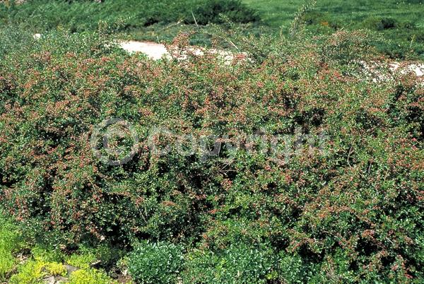 Pink blooms; Deciduous; Broadleaf