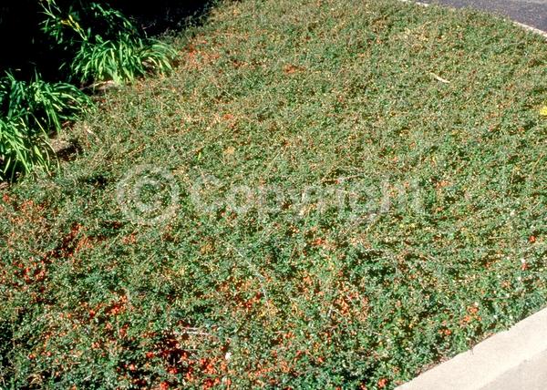 White blooms; Evergreen; Semi-evergreen